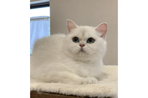 販売中のブリティッシュショートヘアの親猫